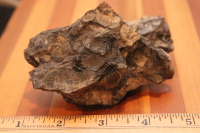 Trilobite/Brachiopod